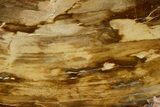 Polished Petrified Wood (Cypress) Stand-Up - Saddle Mountain, WA #371214-2